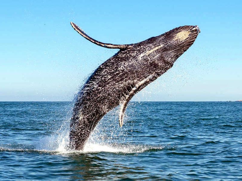 vallarta-touring-avistamiento-de-ballenas